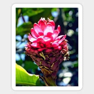 Pink Ginger Tropical Flower Plant Sticker